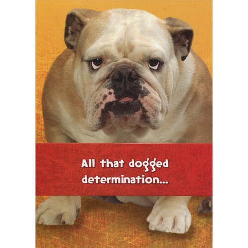 Dogged Determination Bulldog Funny : Humorous Dog Congratulations Card: All that dogged determination...