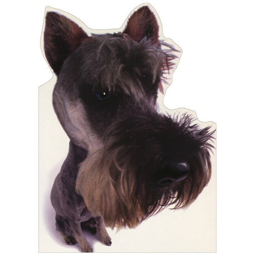 Black Schnauzer Closeup Photo : Die Cut Blank Note Card