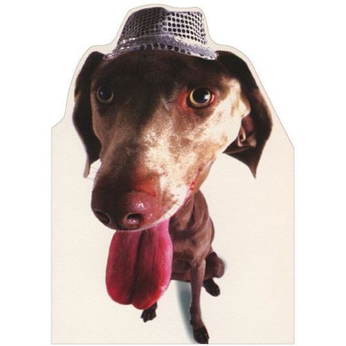 Weimaraner Closeup Photo : Die Cut Blank Note Card