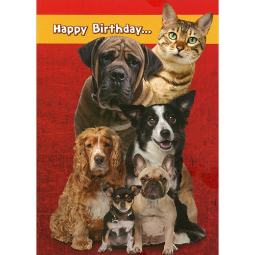 Cat with Five Dogs : Really Stands Out Funny : Humorous Birthday Card: Happy Birthday…