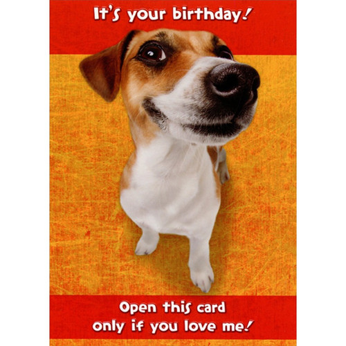 Open This Card : Jack Russell Terrier Funny : Humorous Dog Love Birthday Card: It's your birthday! Open this card only if you love me!
