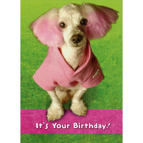 White Dog with Pink Ears and Outfit Funny : Humorous Feminine Birthday Card for Her : Woman : Women: It's your birthday!