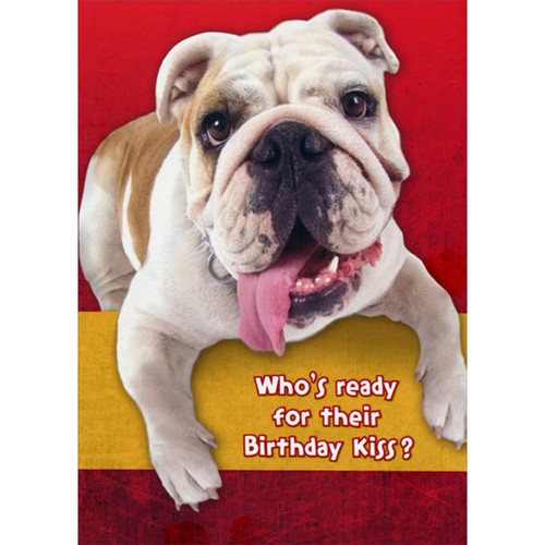 Bulldog Ready for Birthday Kiss Funny : Humorous Dog Birthday Card: Who's ready for their Birthday Kiss?