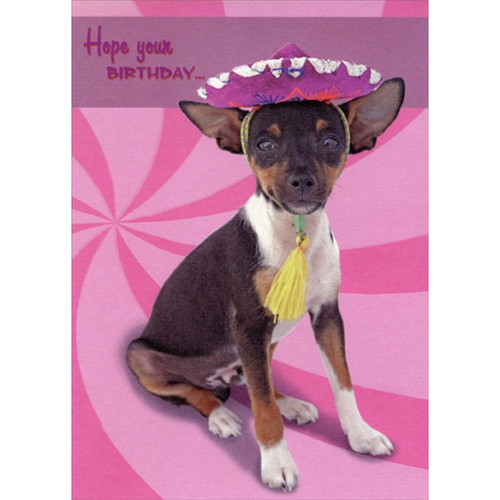 Chihuahua Wearing Purple Sombrero Funny : Humorous Dog Birthday Card for Her : Woman : Women: Hope your Birthday…