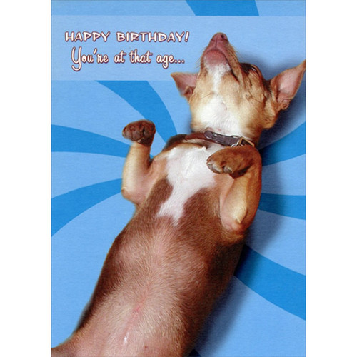 You're At That Age : Dog Lying on Back Funny : Humorous Over the Hill Insult Birthday Card for Him : Man : Men: Happy Birthday! You're at that age…