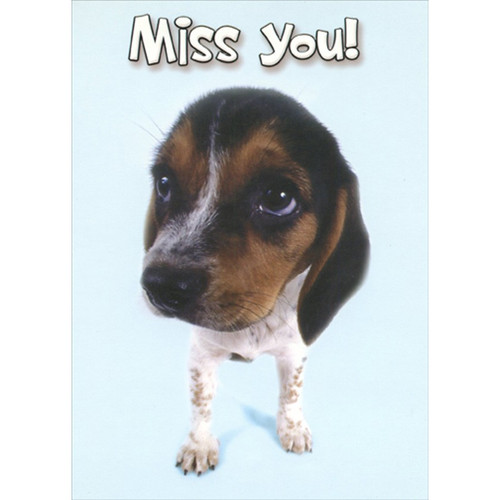 Brown and White Beagle Puppy Closeup Funny : Humorous Miss You Card: Miss You!