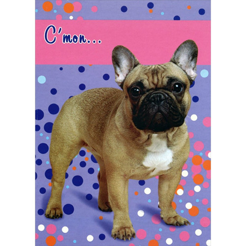 Pug : Purple, White, Pink, Orange Polka Dots Funny : Humorous Romantic Card: C'mon…