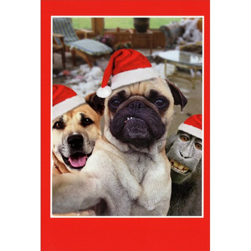 Pug, Golden Retriever and Babboon Selfie Box of 12 Cute Animal Christmas Cards