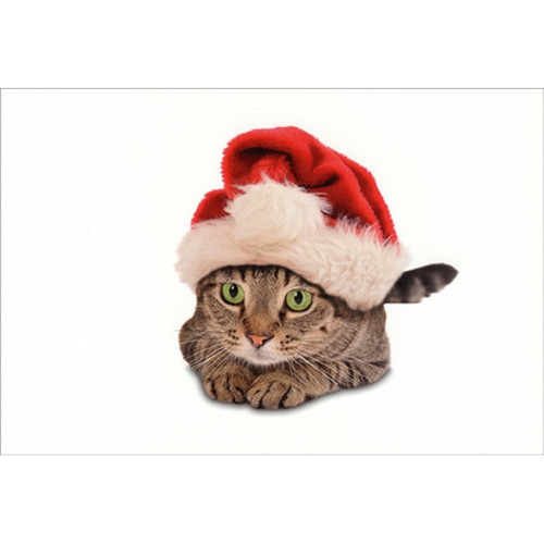 Green Eyed Santa Cat Box of 12 Cute Christmas Cards