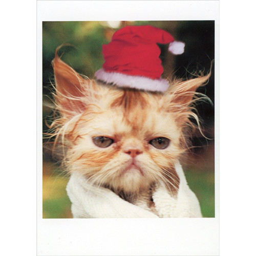 Frowning Messy Kitten Wrapped in Towel Funny / Humorous Cat Christmas Card