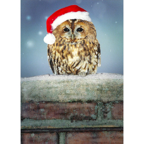 Owl Wearing Santa Hat Christmas Card