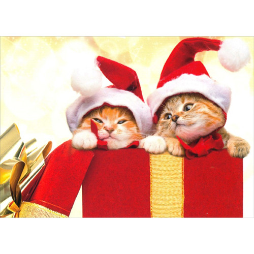 Two Santa Kittens : Red and Gold Gift Box Cute Cat Christmas Card