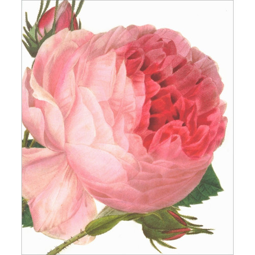 Large Pink Rose Blank Note Card