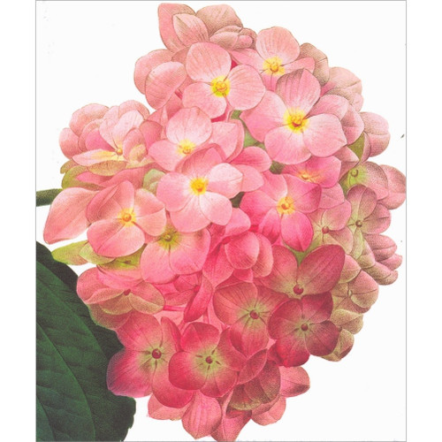 Pink Hydrangea Blank Note Card