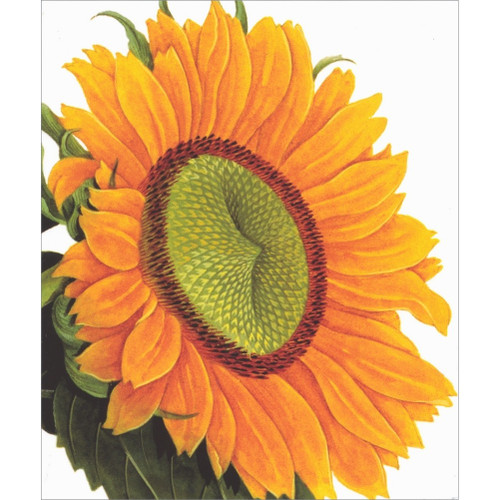 Sunflower Closeup Blank Note Card
