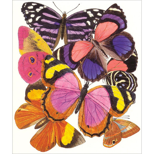 Purple, Pink, Orange, Yellow and Brown Butterflies Blank Note Card