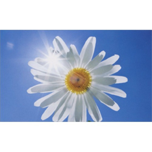 White Daisy / Blue Sky Mini Blank Gift Enclosure Card