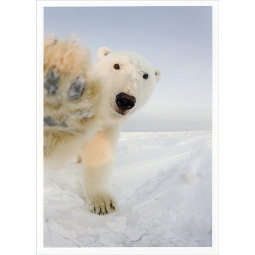 Polar Bear with Paw on Photo Cute Funny / Humorous Box of 10 Christmas Cards