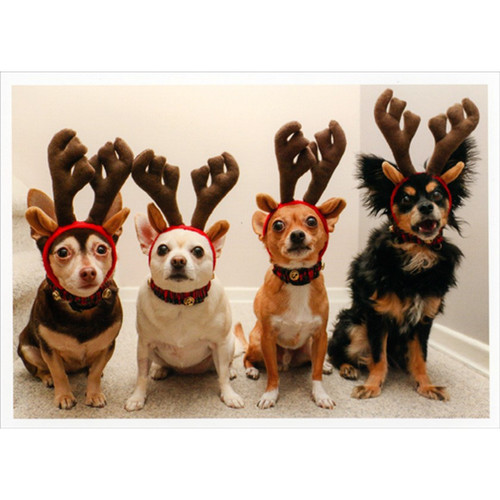 Four Dogs Wearing Antlers Cute Box of 10 Christmas Cards