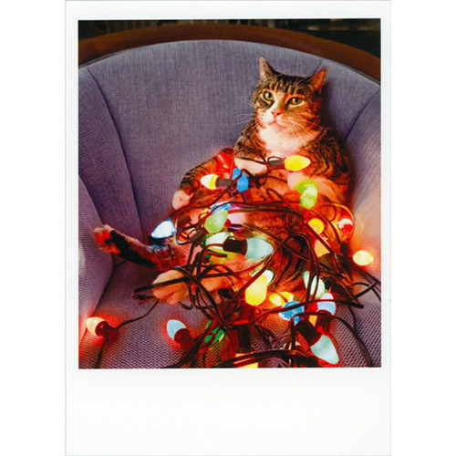Cat on Chair : Wrapped in Light String Funny / Humorous Christmas Card