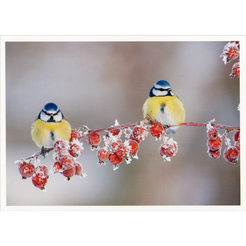 Two Blue and Yellow Birds on Branch Christmas Card