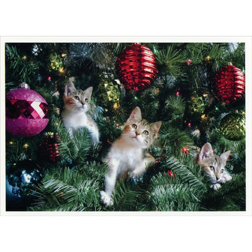 Kittens Hiding in Evergreen Tree Branches Cute Christmas Card