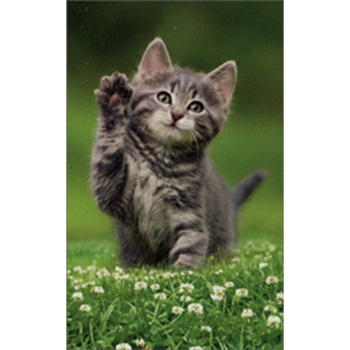 Kitten Hello Gift Enclosure Mini Blank Card