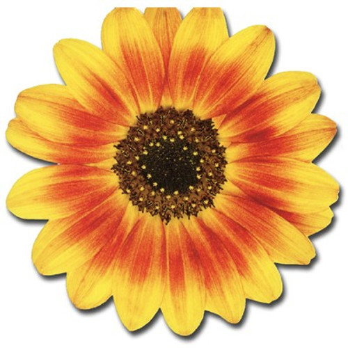 Ornamental Sunflower Die Cut Blank Note Card
