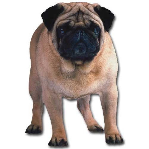 Pug Die Cut Dog Blank Note Card