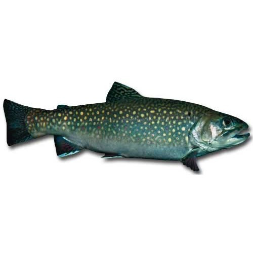 Brook Trout Die Cut Blank Note Card