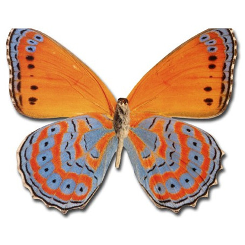 Orange Butterfly Die Cut Blank Note Card