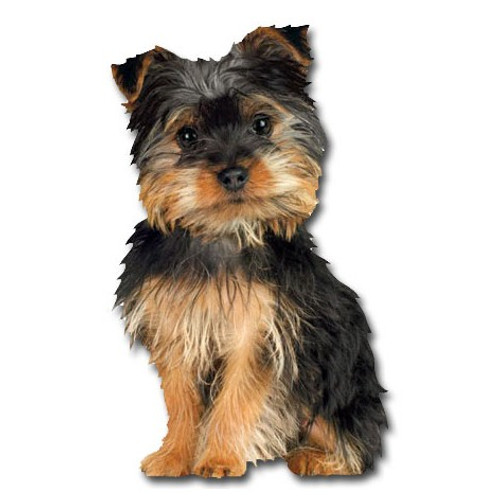 Silky Terrier Die Cut Dog Blank Note Card