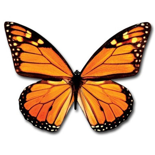 Monarch Butterfly In Flight Die Cut Blank Note Card