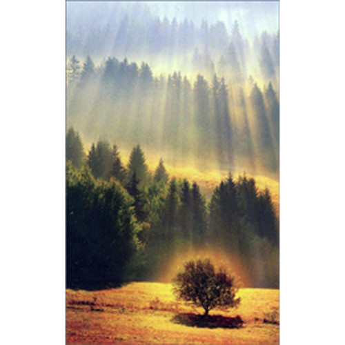 Sunrays Shining on Forest Gift Enclosure Mini Blank Card