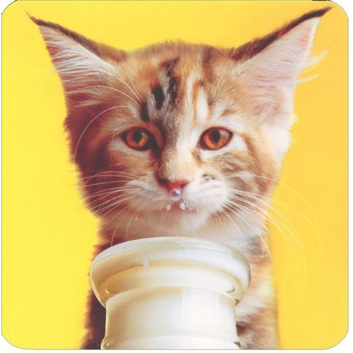 Got Milk Kitten Square Gift Card Holder Greeting Card