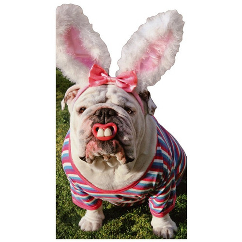 Duckling Bunny Funny Easter Card – Avanti Press, Includes Envelope, 700454