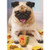 Pug with Dreidel Box of 10 Dog Hanukkah Cards