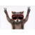 Peace Raccoon Wearing Red Goggles Humorous / Funny Birthday Card