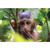 Little Monkey Hiding in Tree Cute Funny / Humorous Birthday Card