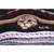 Cat Stuck Between Blankets Cute / Funny Get Well Card: Aww Man…