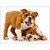 Playful Bulldog Puppies Funny / Humorous Dog Birthday Card