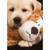Dog Cuddles Stuffed Animal Blond Lab Romantic Birthday Card