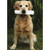 Bury Birth Certificate Dog Funny / Humorous Birthday Card