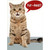 Fur-Real Cat With Big Eyes Funny / Humorous Birthday Card: Fur-Real?