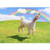 Alpaca Unicorn Funny Birthday Card