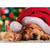 Sleeping Santa Dog And Kitten Box of 10 Cute Dog and Cat Christmas Cards