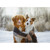 Brown and White Dogs Wrapped in Scarf Photo Christmas Card