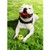 Smiling Dog With Ball Funny Birthday Card