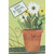 White and Yellow Flowers in Pot: Swirling Gold Foil Lines Package of 8 St. Patrick's Day Cards: Happy St. Patrick's Day