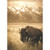 Bison in Grand Teton National Park America Collection Blank Note Card